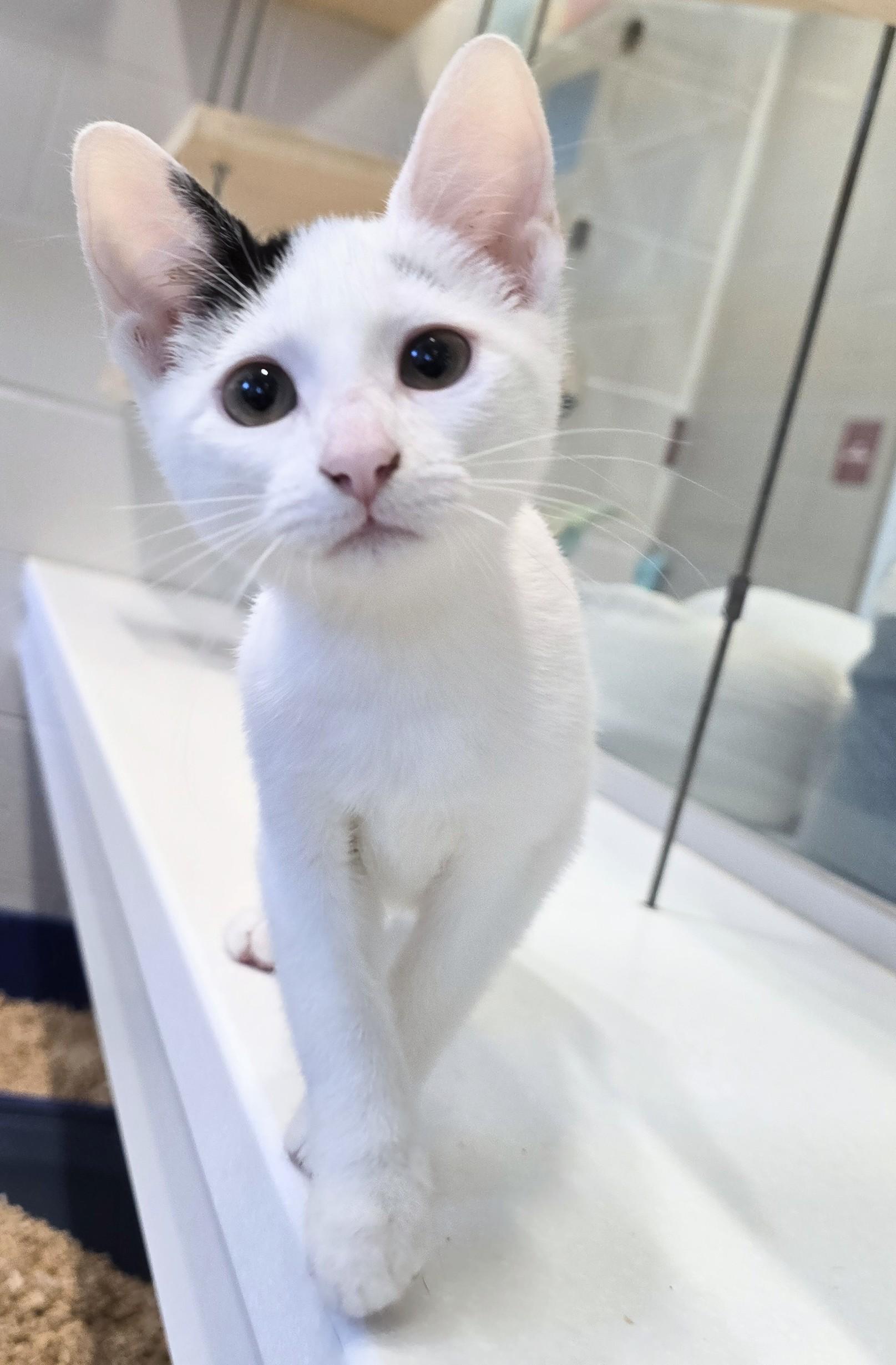Cat for adoption - 4-647 Onyx, a Domestic Short Hair Mix in