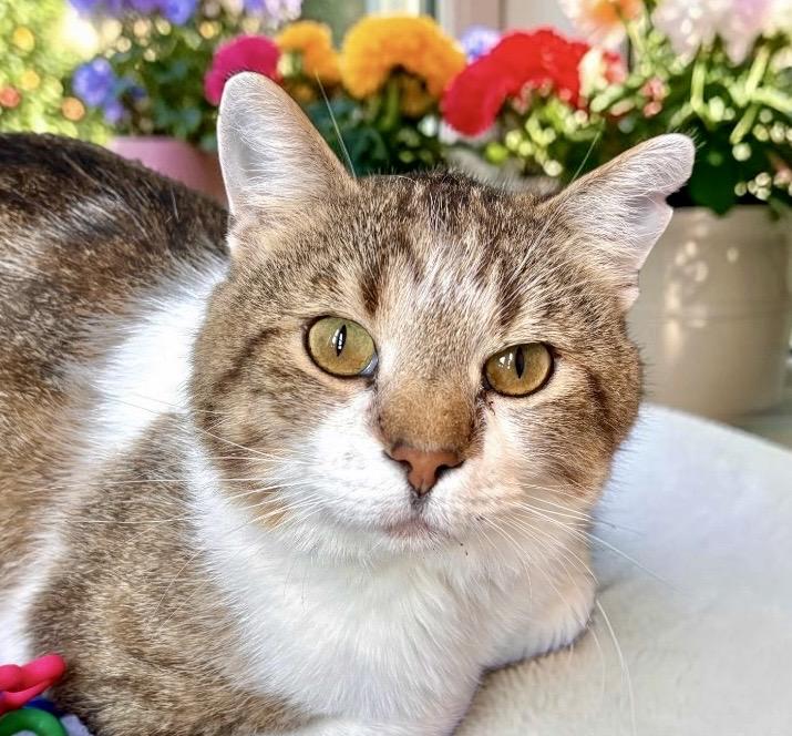Dasher, ADOPTABLE, Adult Male Tabby.