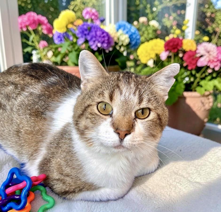 Enlarge Dasher, a ADOPTABLE Tabby in Perry, IA image 3/3