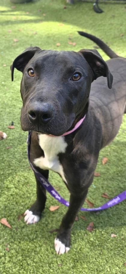 Garlic, Adoptable, Puppy Male Hound & Mixed Breed.