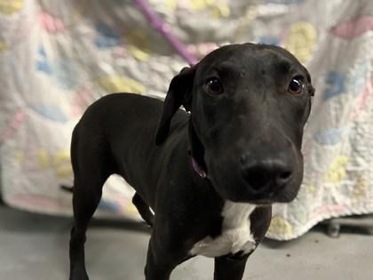 Enlarge Garlic, a Adoptable mixed breed in Gainesville, FL image 1/1