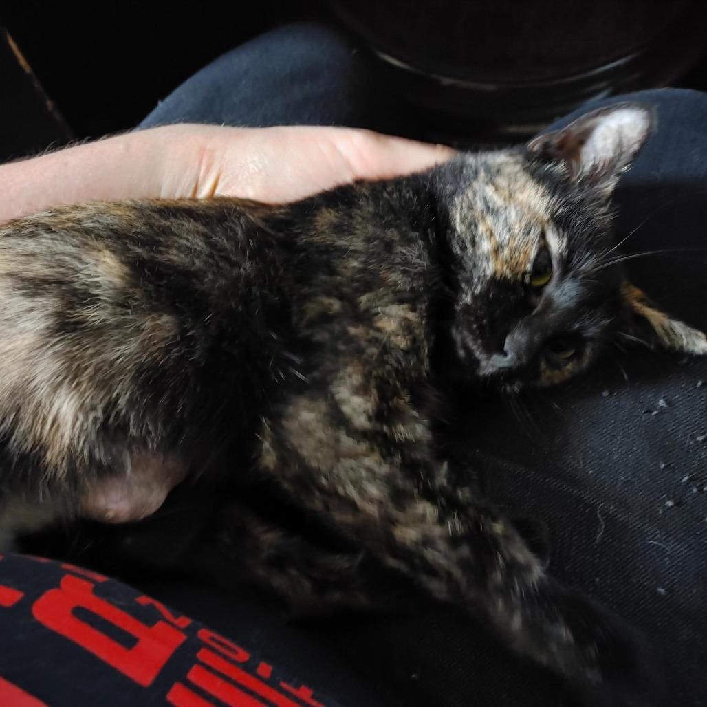 Esperanza AR, a Adoptable Domestic Short Hair in Jacksonville, FL image 1/6