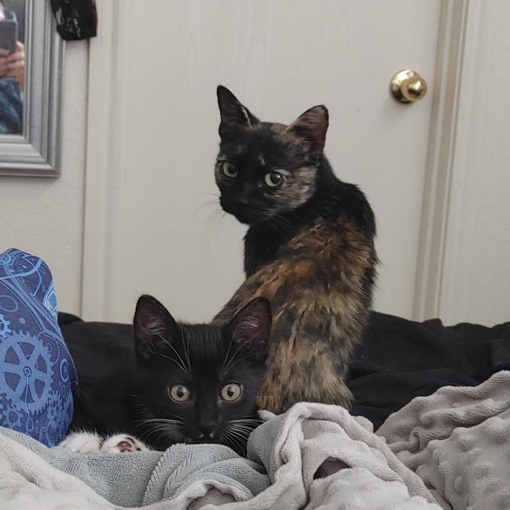 Esperanza AR, a Adoptable Domestic Short Hair in Jacksonville, FL image 2/6