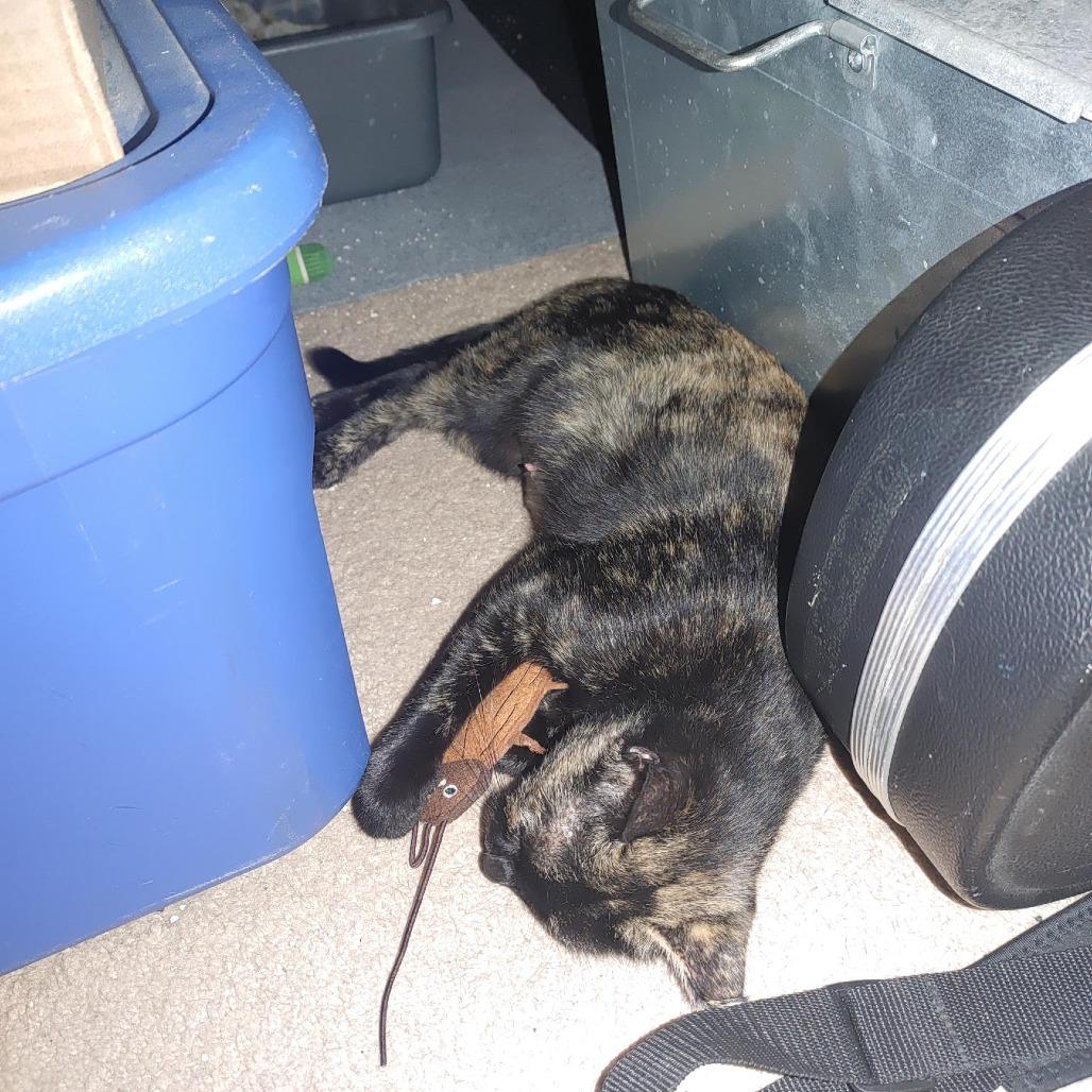 Esperanza AR, a Adoptable Domestic Short Hair in Jacksonville, FL image 3/6