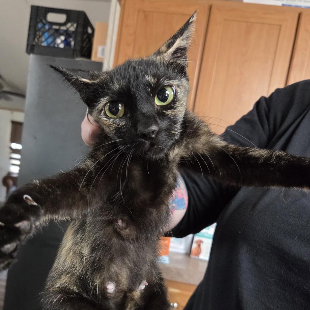 Esperanza AR, a Adoptable Domestic Short Hair in Jacksonville, FL image 4/6