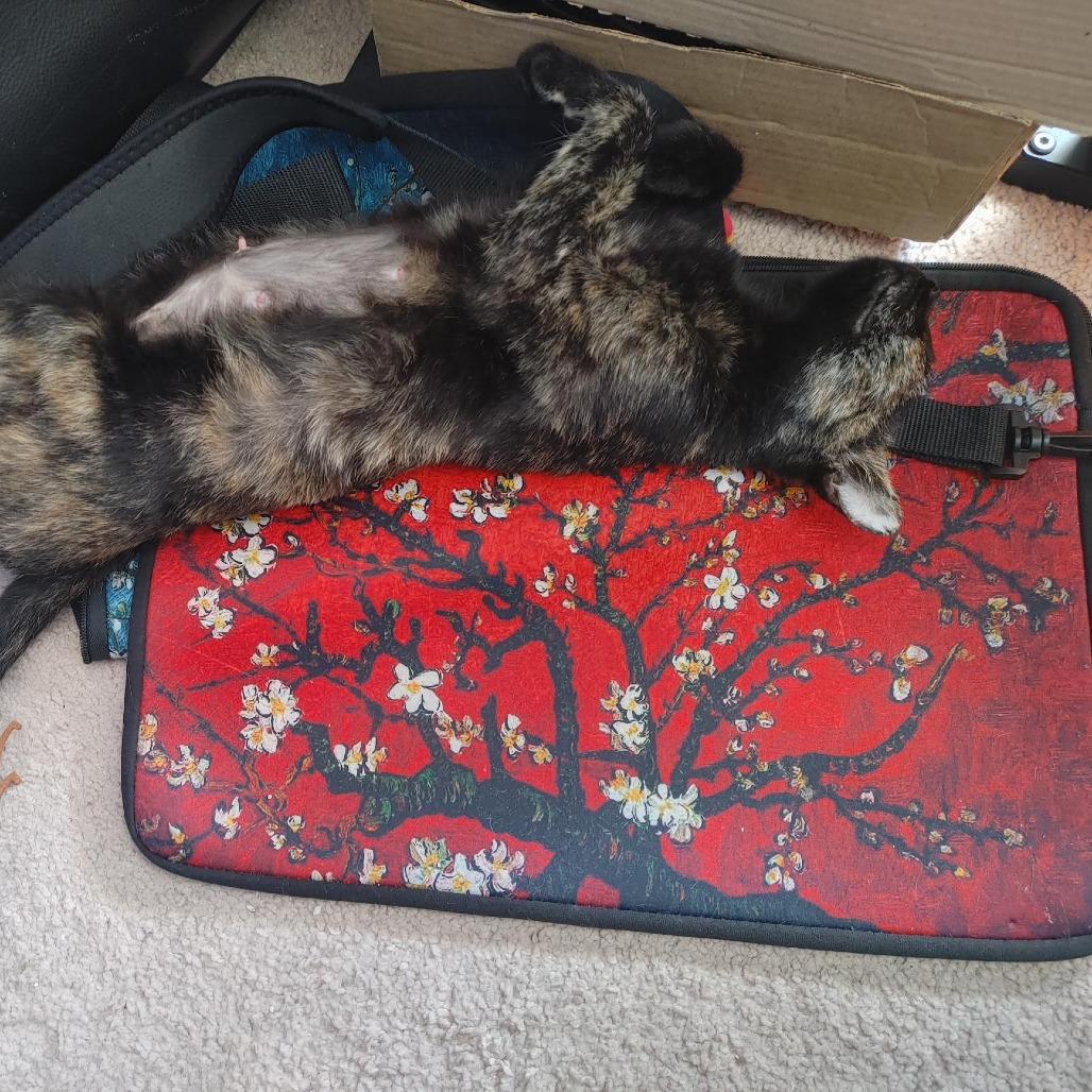 Esperanza AR, a Adoptable Domestic Short Hair in Jacksonville, FL image 5/6