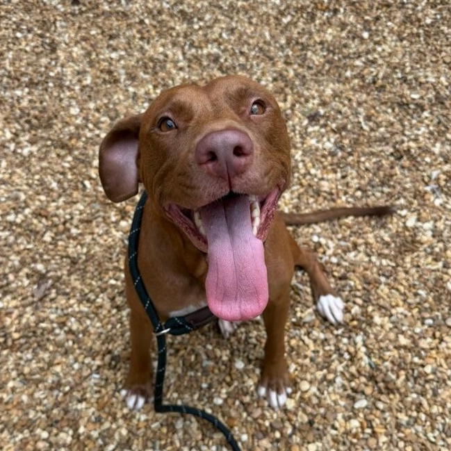 Enlarge Krista, a Adoptable mixed breed in St. Augustine, FL image 2/2