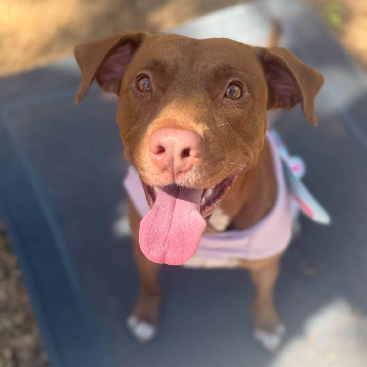 Enlarge Krista, a Adoptable mixed breed in St. Augustine, FL image 1/2