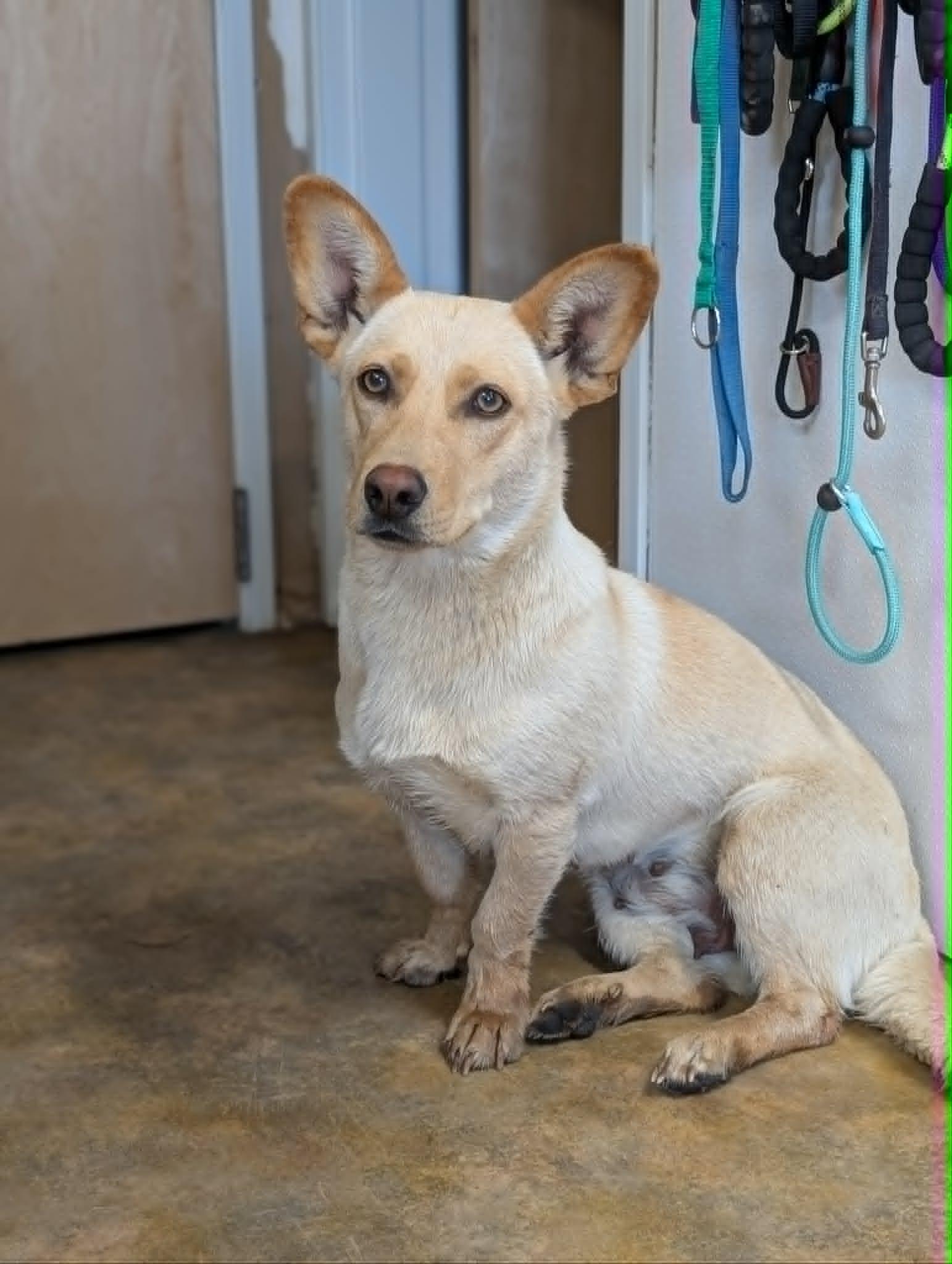 Beaut, a ADOPTABLE mixed breed in Bethel, AK image 2/2
