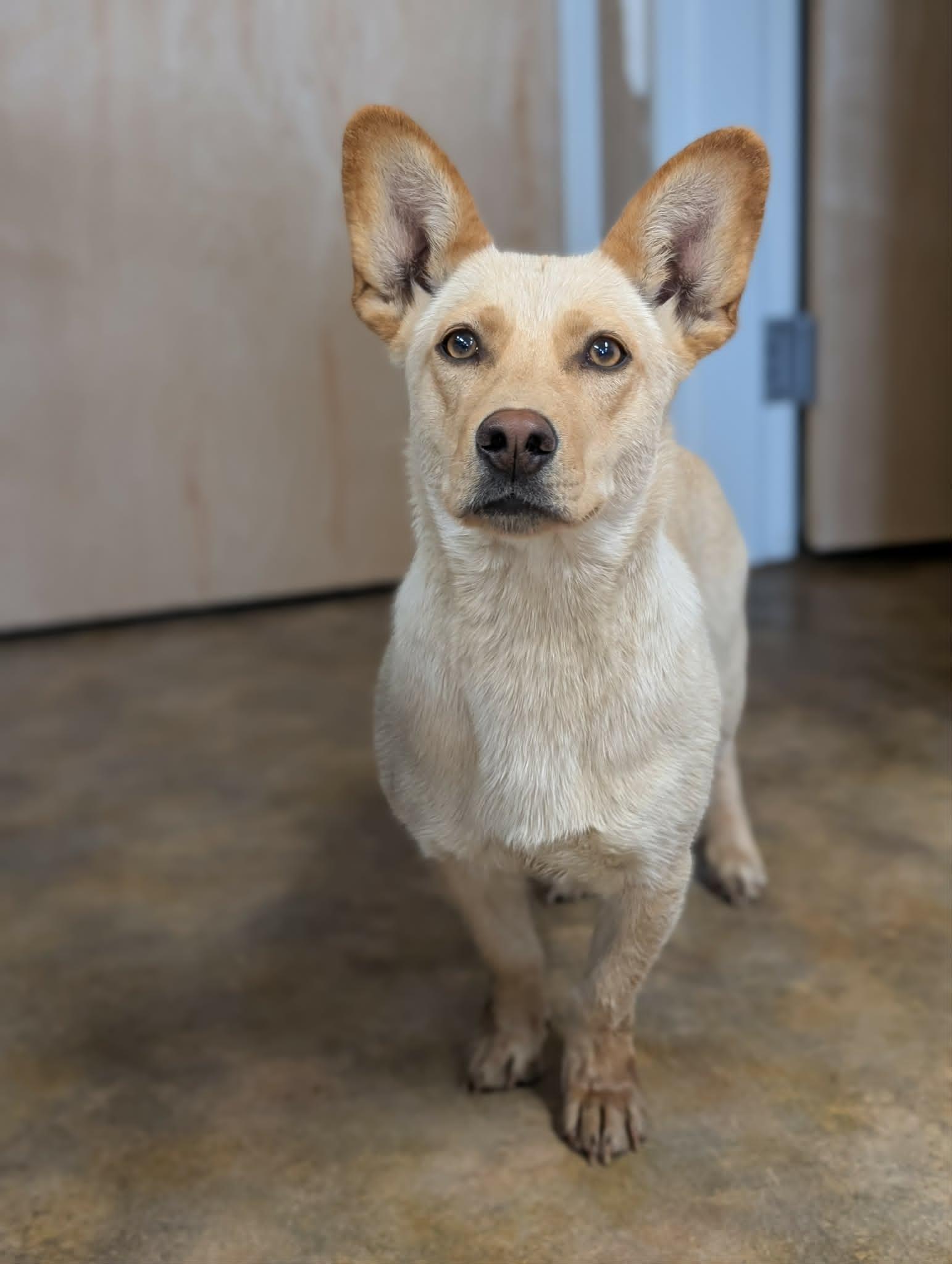 Beaut, ADOPTABLE, Adult Female Labrador Retriever.