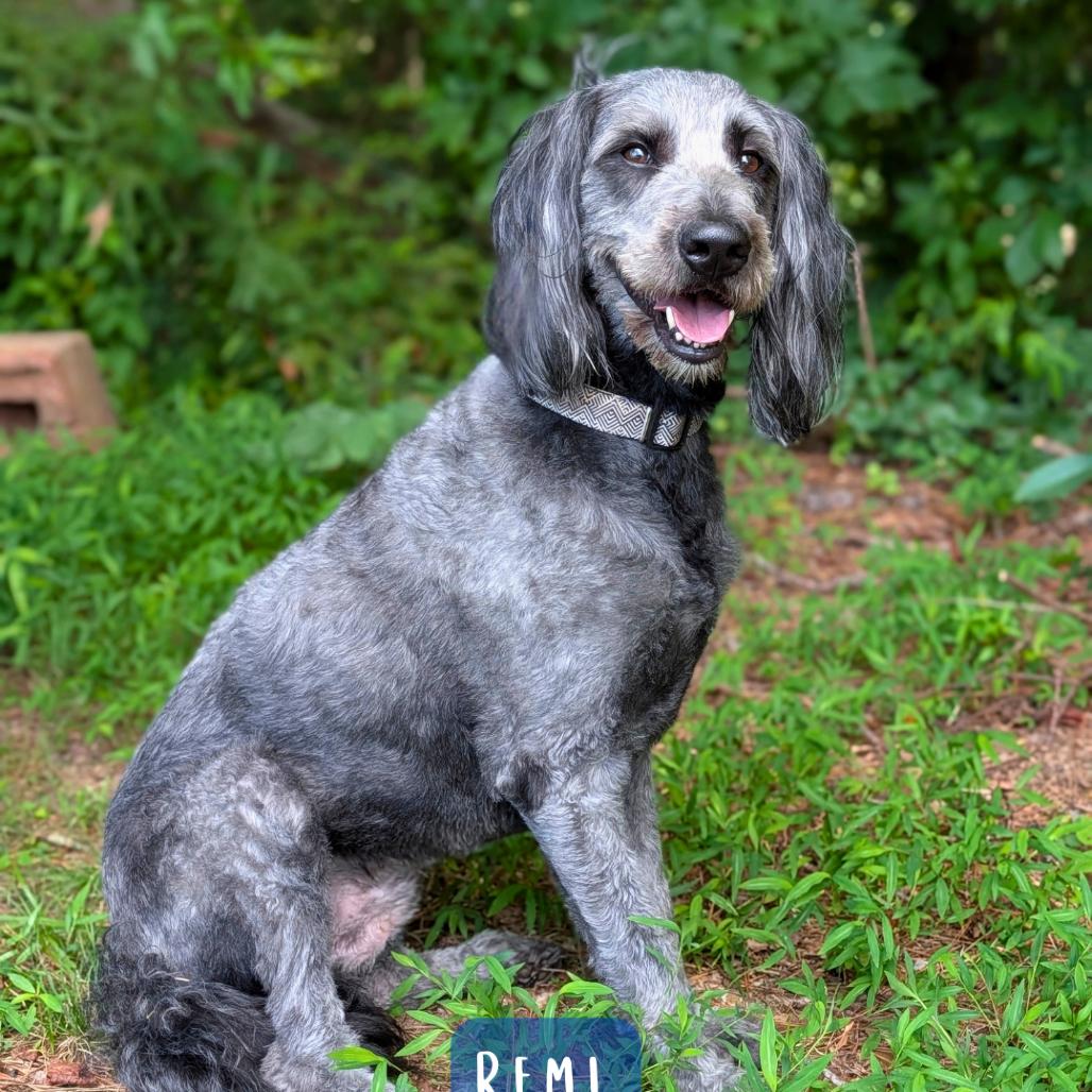 Enlarge Remi 07-2727, a Adoptable mixed breed in Covington, GA image 1/2