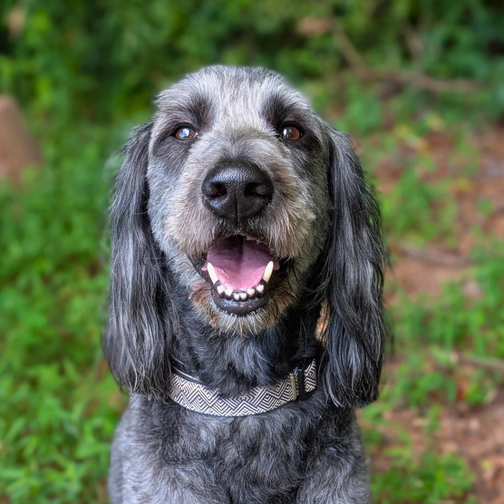 Enlarge Remi 07-2727, a Adoptable mixed breed in Covington, GA image 2/2