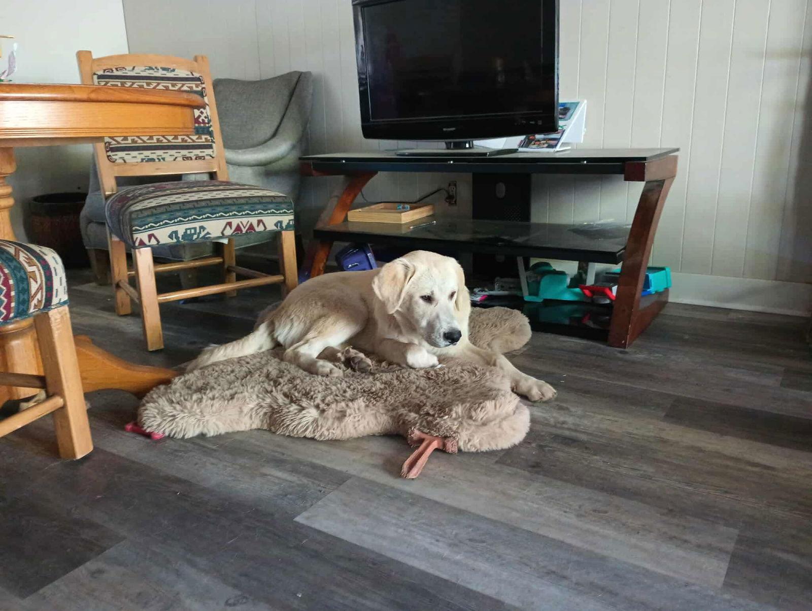 Enlarge Riley, a Adoptable Akbash in Bountiful, UT image 1/1