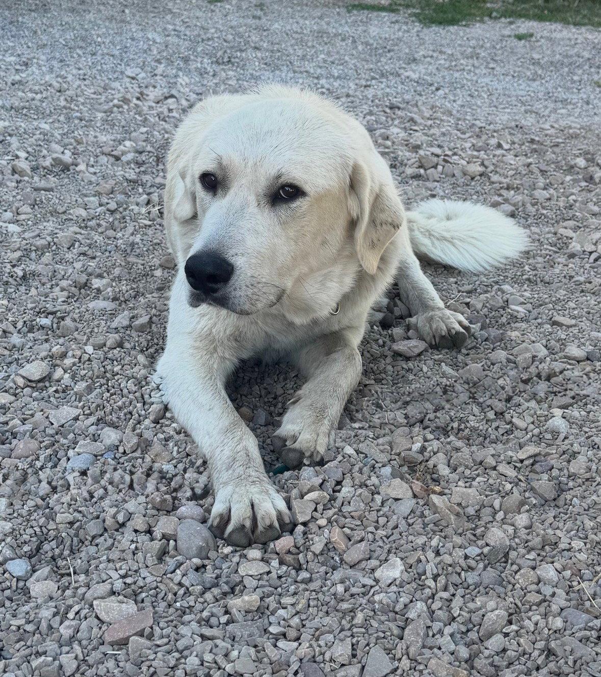 Roxy, a Adoptable Akbash in Bountiful, UT image 2/3