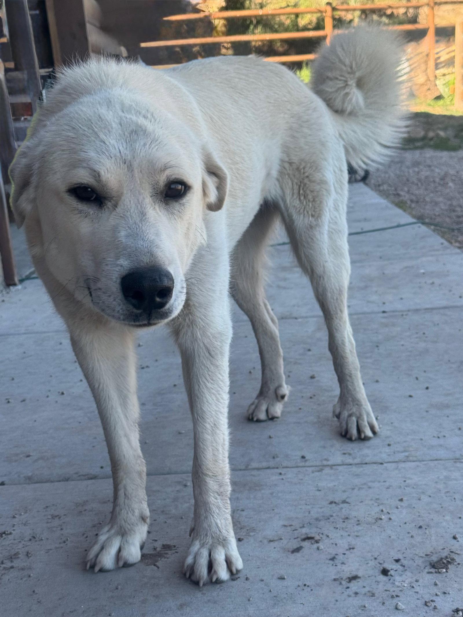 Roxy, a Adoptable Akbash in Bountiful, UT image 3/3