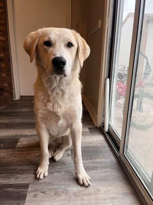 Riley, Adoptable, Young Female Akbash.