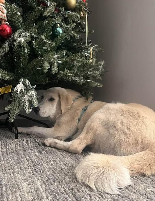 Enlarge Riley, a Adoptable Akbash in Bountiful, UT image 2/3