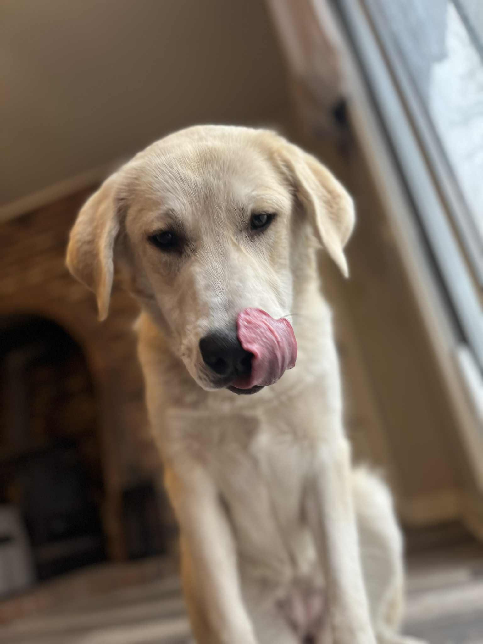 Enlarge Riley, a Adoptable Akbash in Bountiful, UT image 3/3