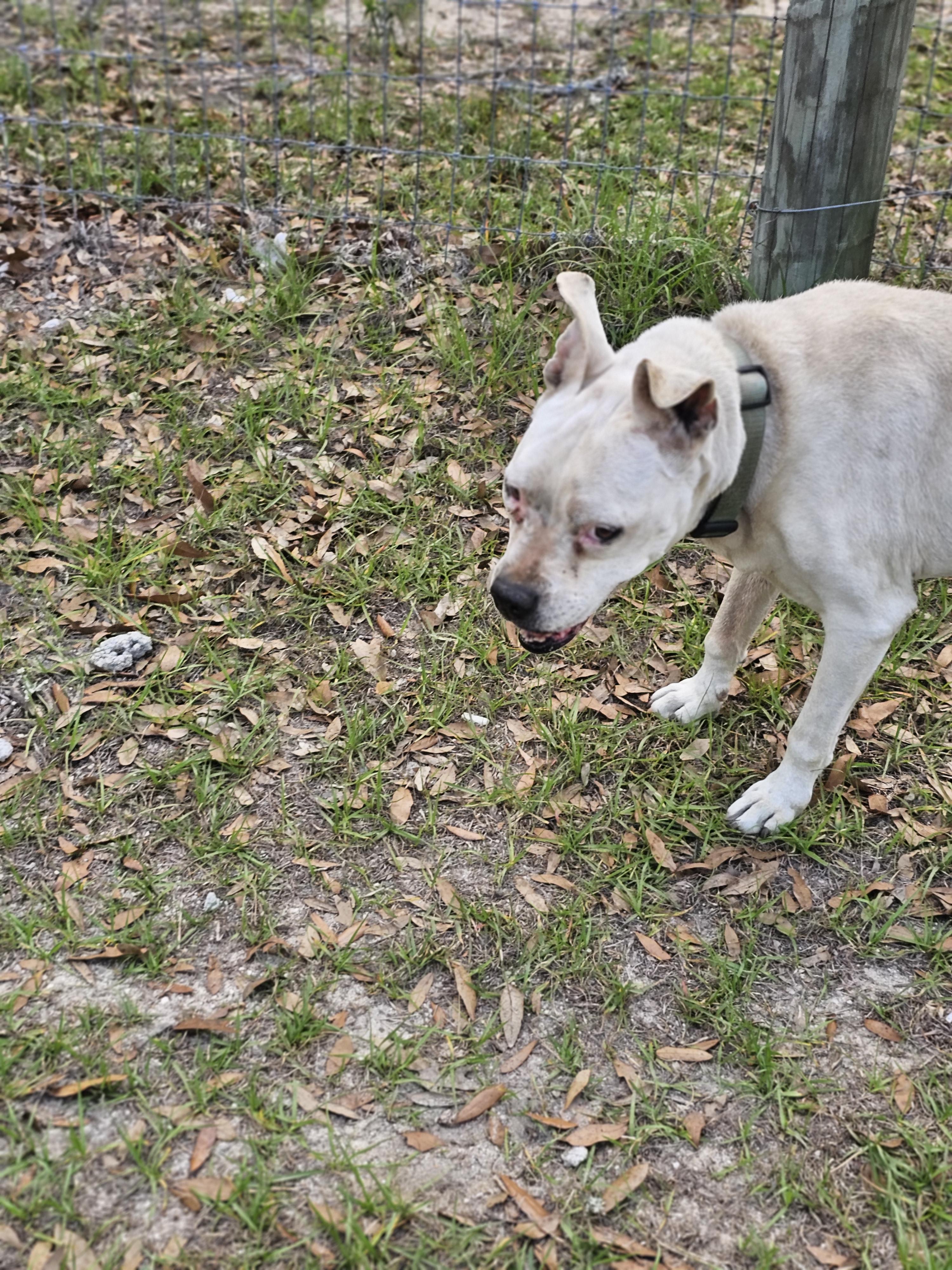 Enlarge Sadie, a ADOPTABLE mixed breed in Panama city, FL image 1/1