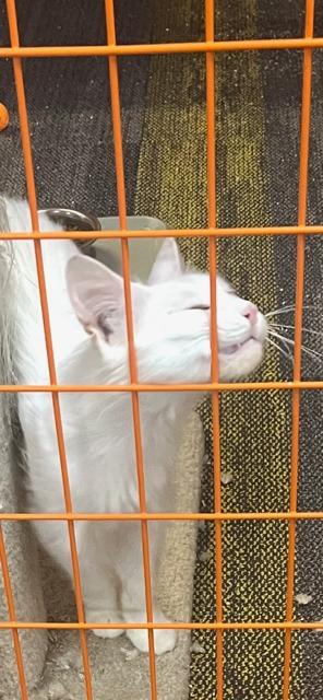 Aurelia, Adoptable, Young Female Domestic Long Hair.