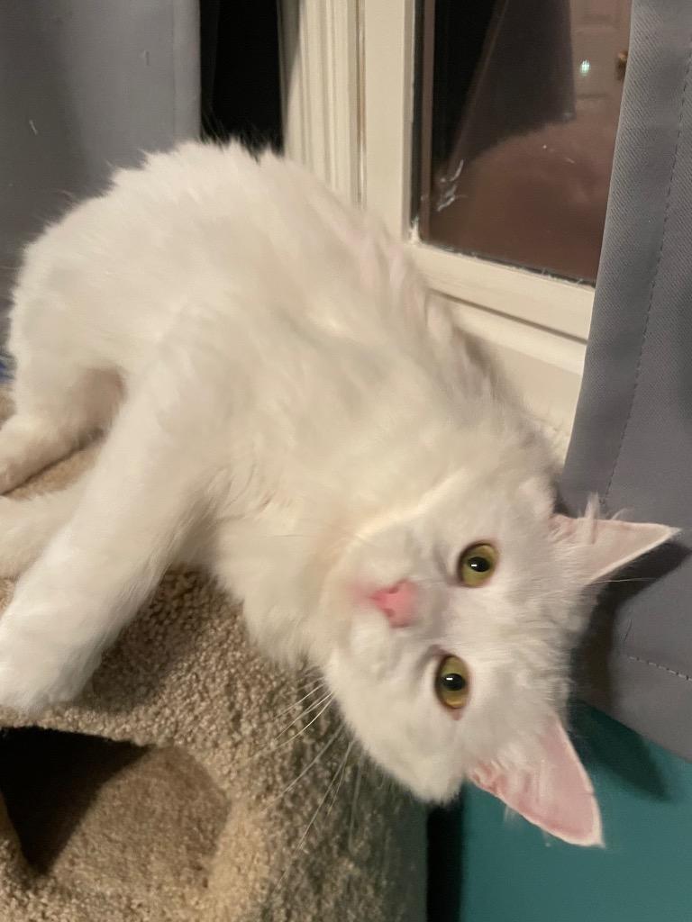 Enlarge Aurelia, a Adoptable mixed breed in Newaygo, MI image 2/4