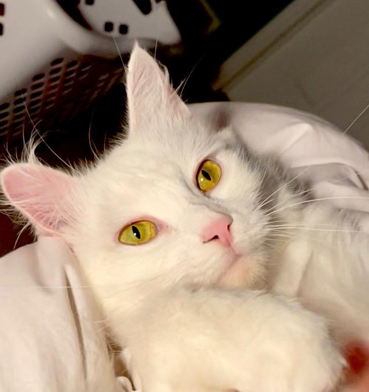 Enlarge Aurelia, a Adoptable mixed breed in Newaygo, MI image 3/4