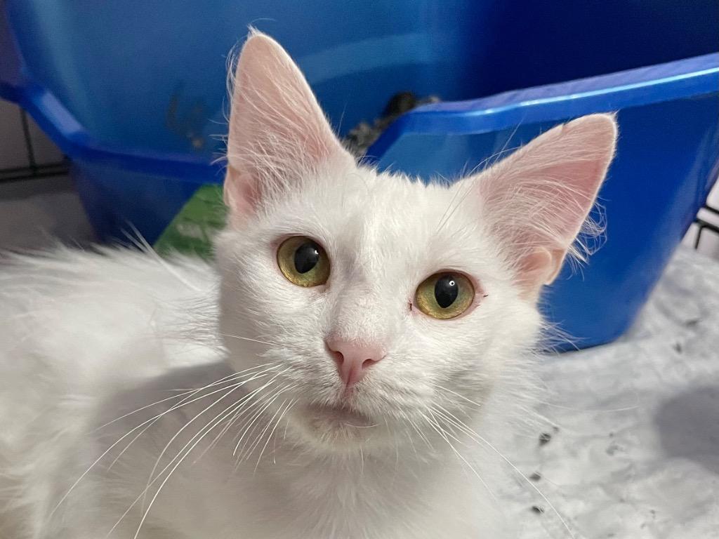 Enlarge Aurelia, a Adoptable mixed breed in Newaygo, MI image 4/4