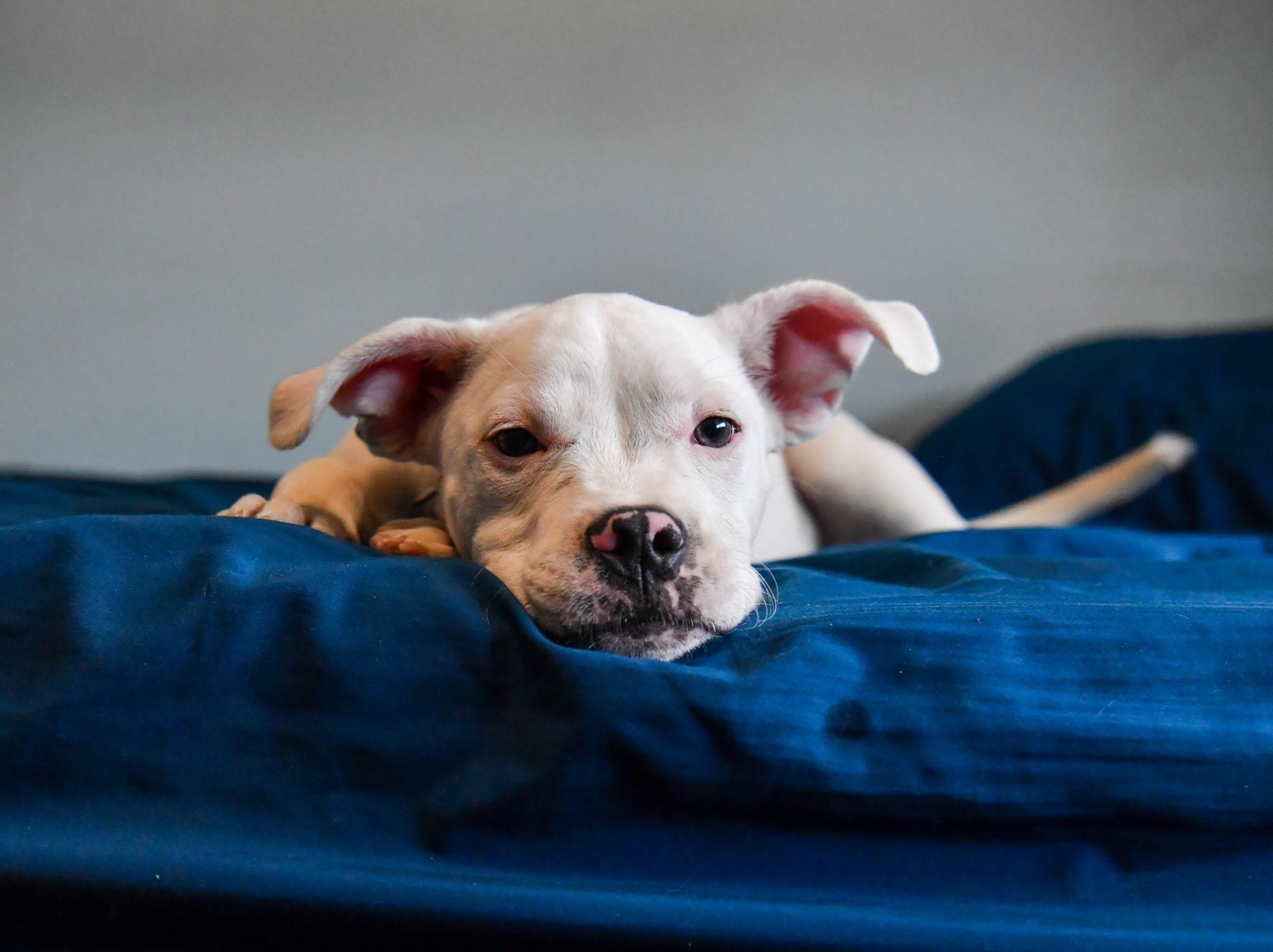 Frannie, an adopted mixed breed in Fort Collins, CO image 4/5