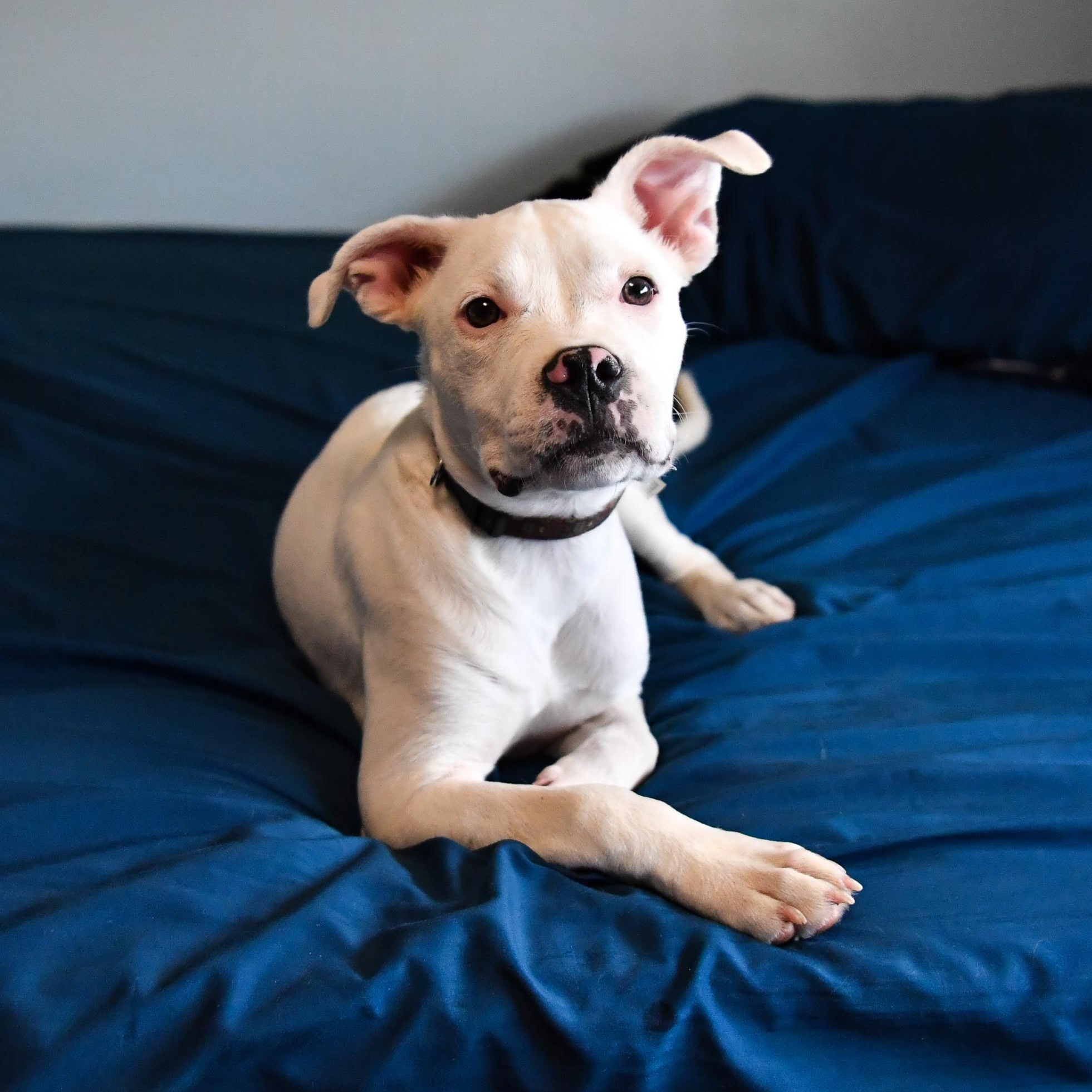 Frannie, an adopted mixed breed in Fort Collins, CO image 1/5