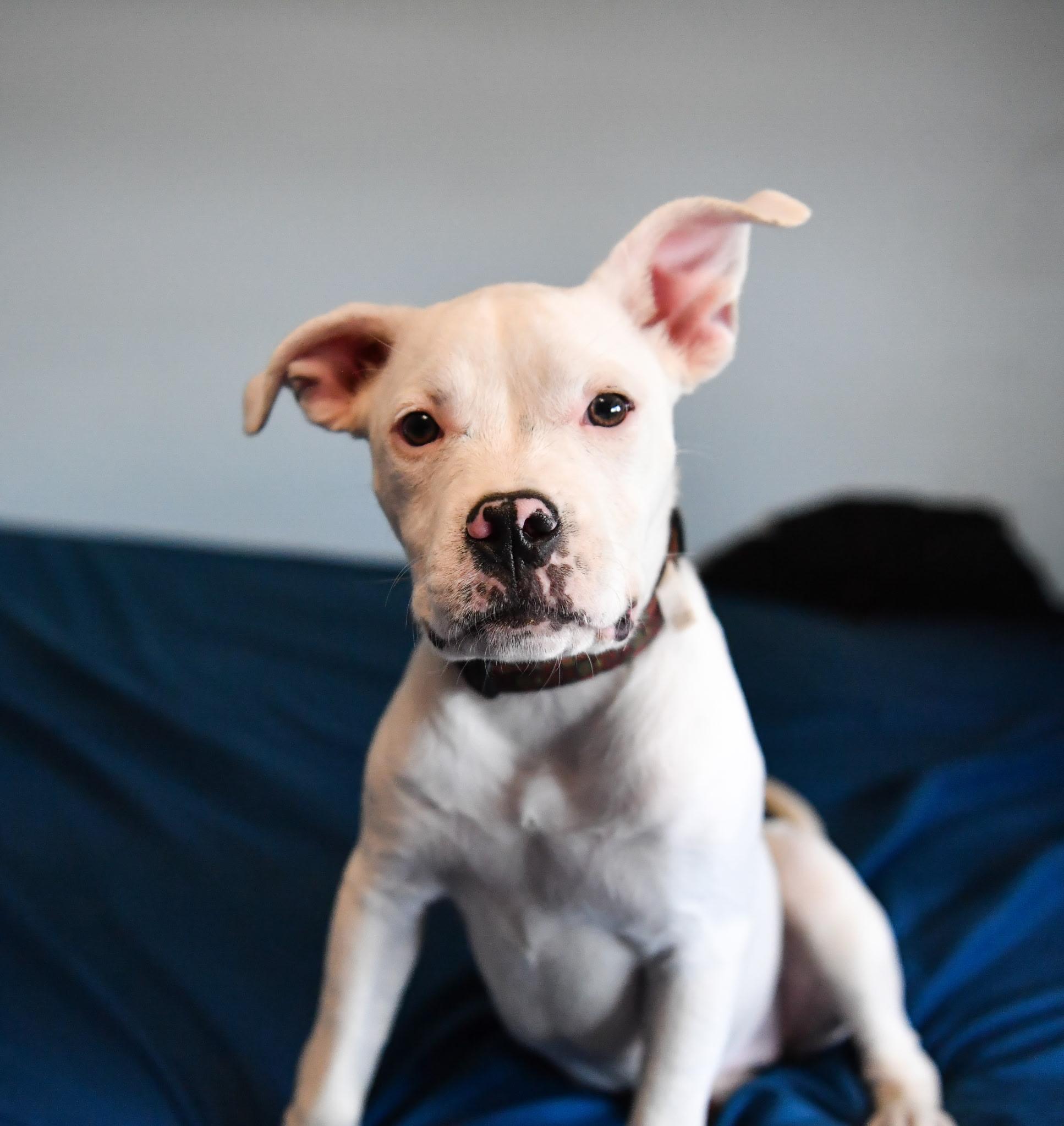 Frannie, an adopted mixed breed in Fort Collins, CO image 5/5