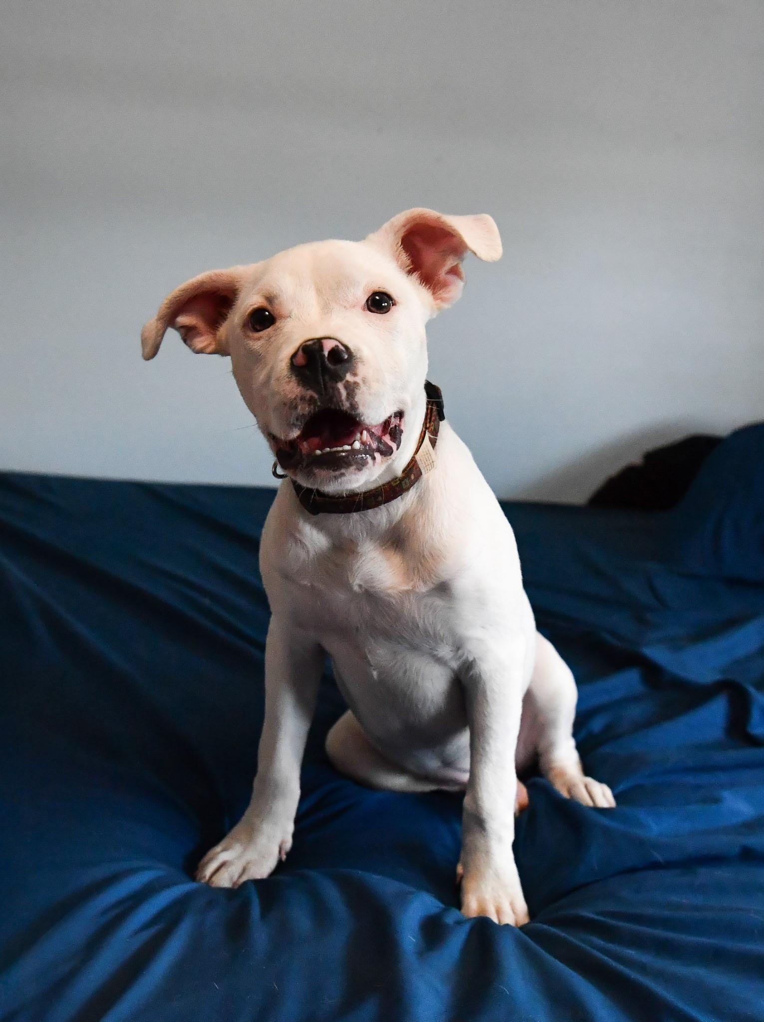 Frannie, an adopted mixed breed in Fort Collins, CO image 2/5