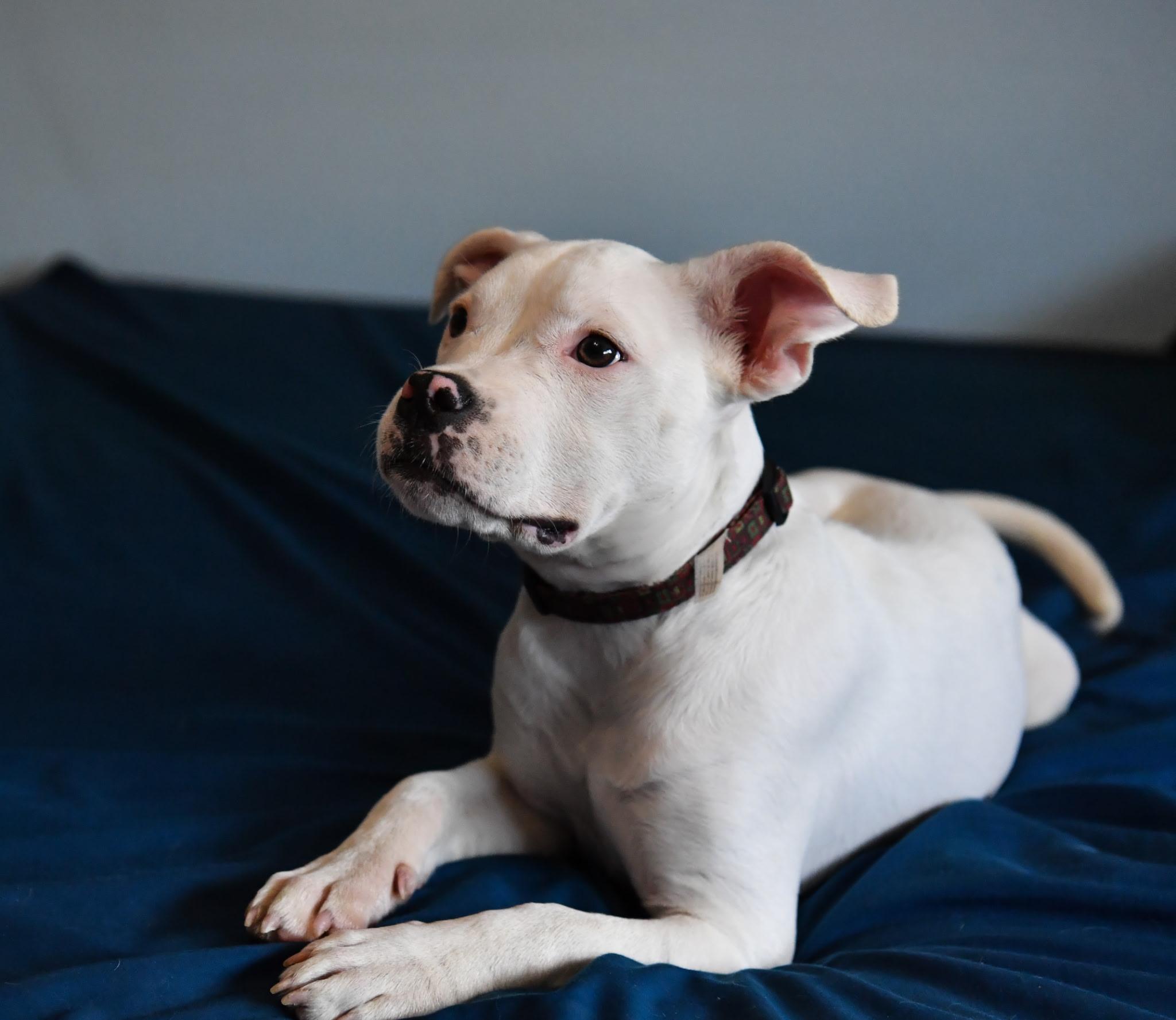 Frannie, an adopted mixed breed in Fort Collins, CO image 3/5