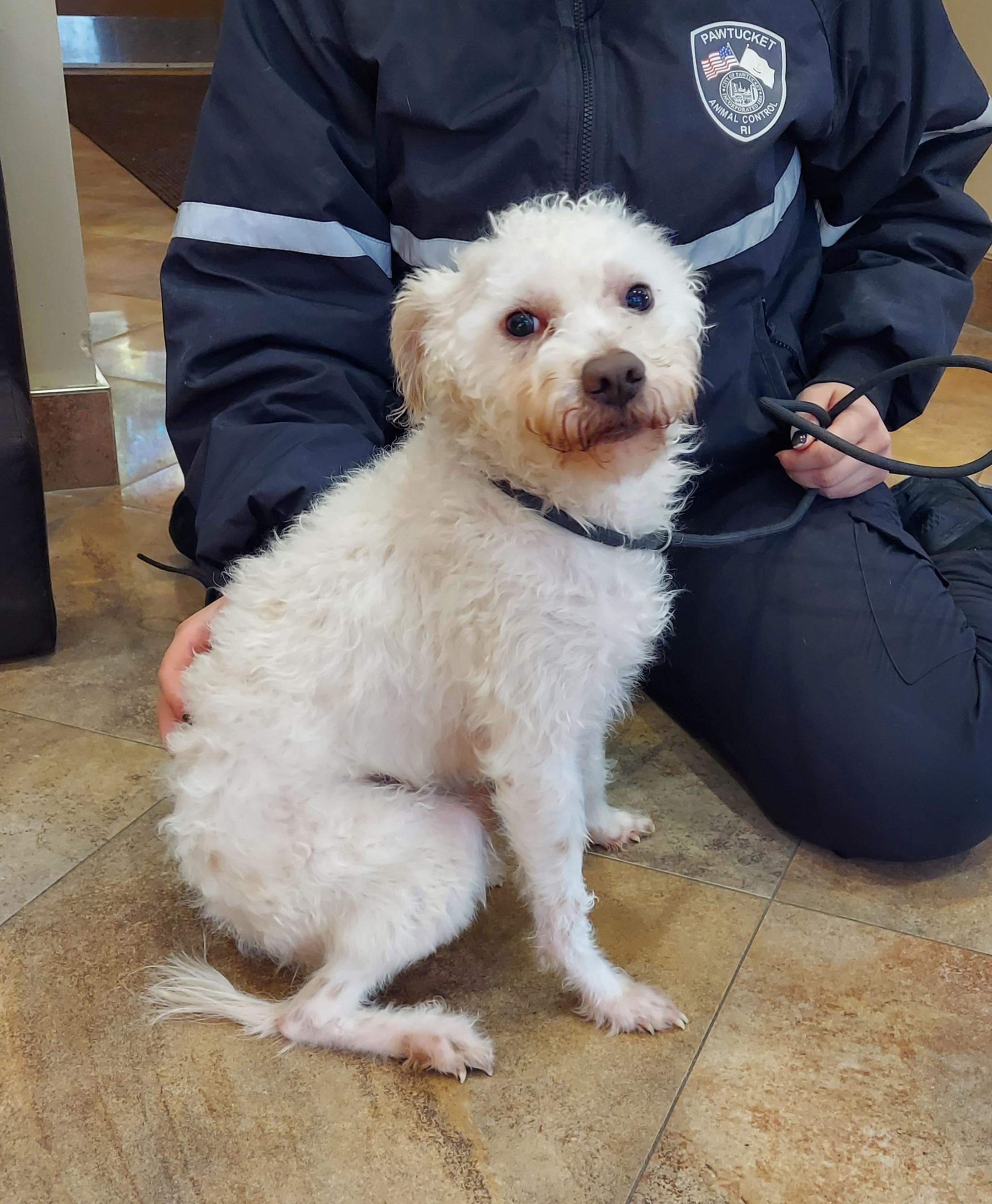 Enlarge #10, a ADOPTABLE mixed breed in Pawtucket, RI image 1/1