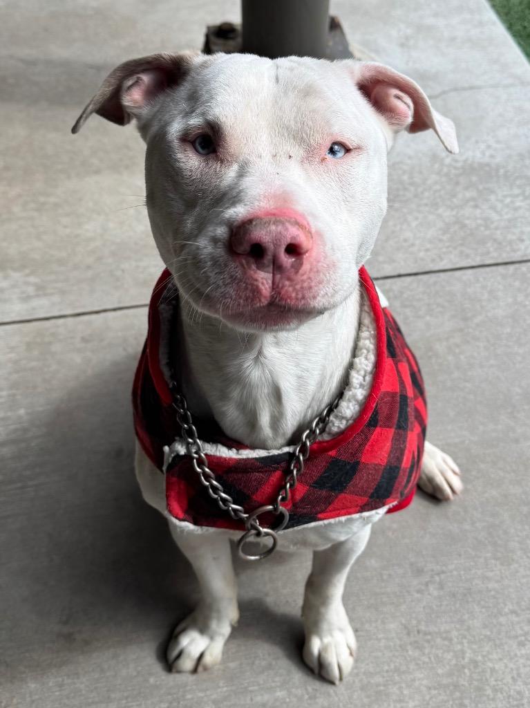 Enlarge Sinatra, a Adoptable mixed breed in Ferndale, NY image 1/1