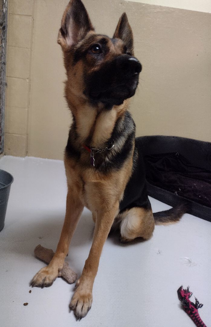 Dog for adoption Ally, a German Shepherd Dog in Victoria, BC Petfinder