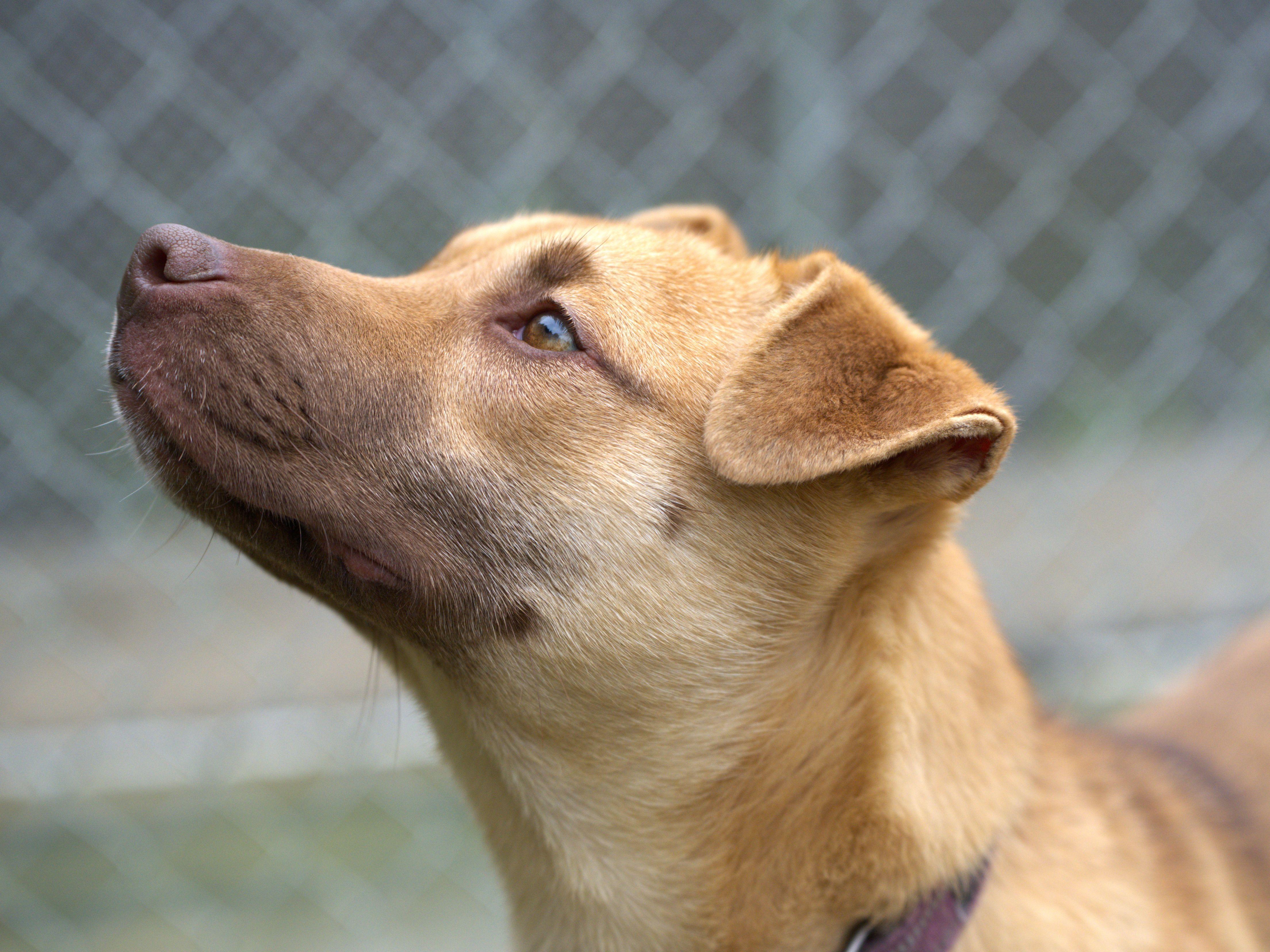 Joy, a Adoptable mixed breed in Hoquiam, WA image 4/6