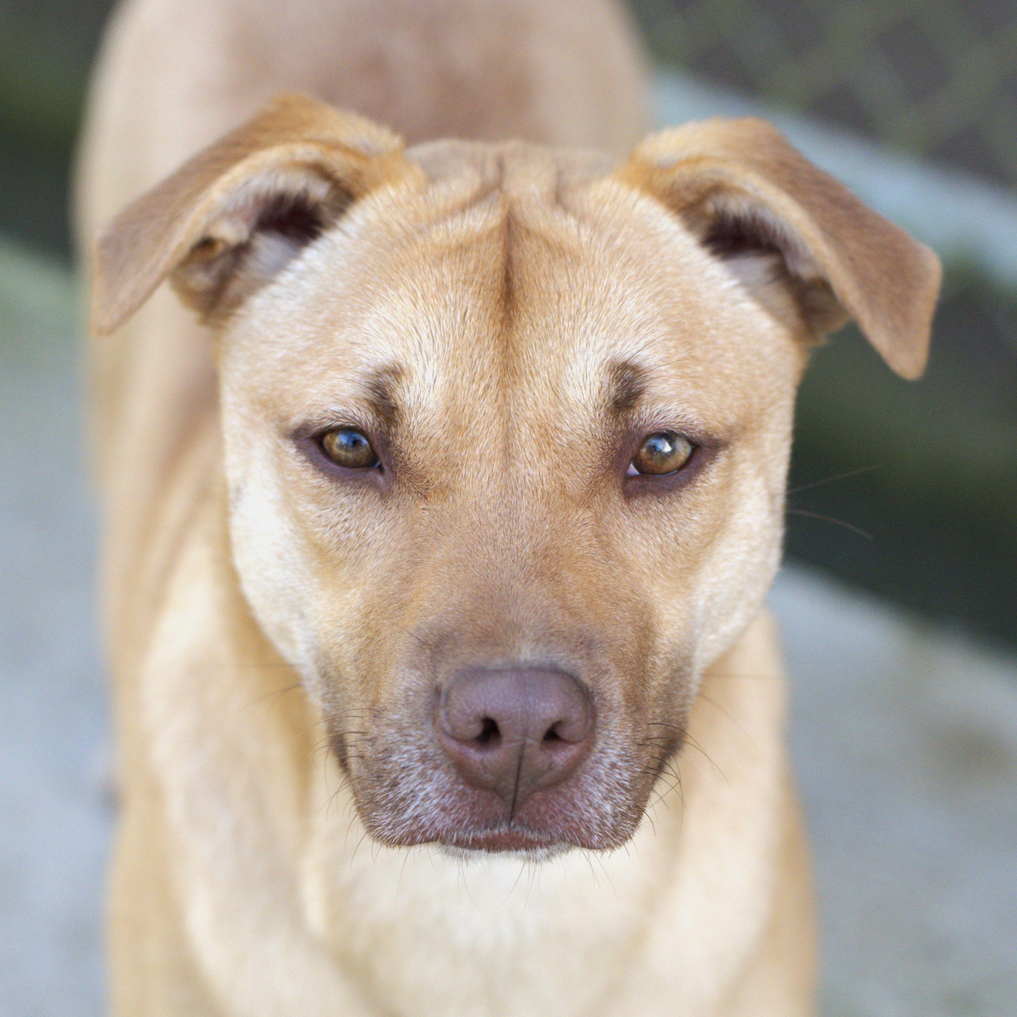 Joy (She'll Get There), Adoptable, Young Female Mixed Breed.