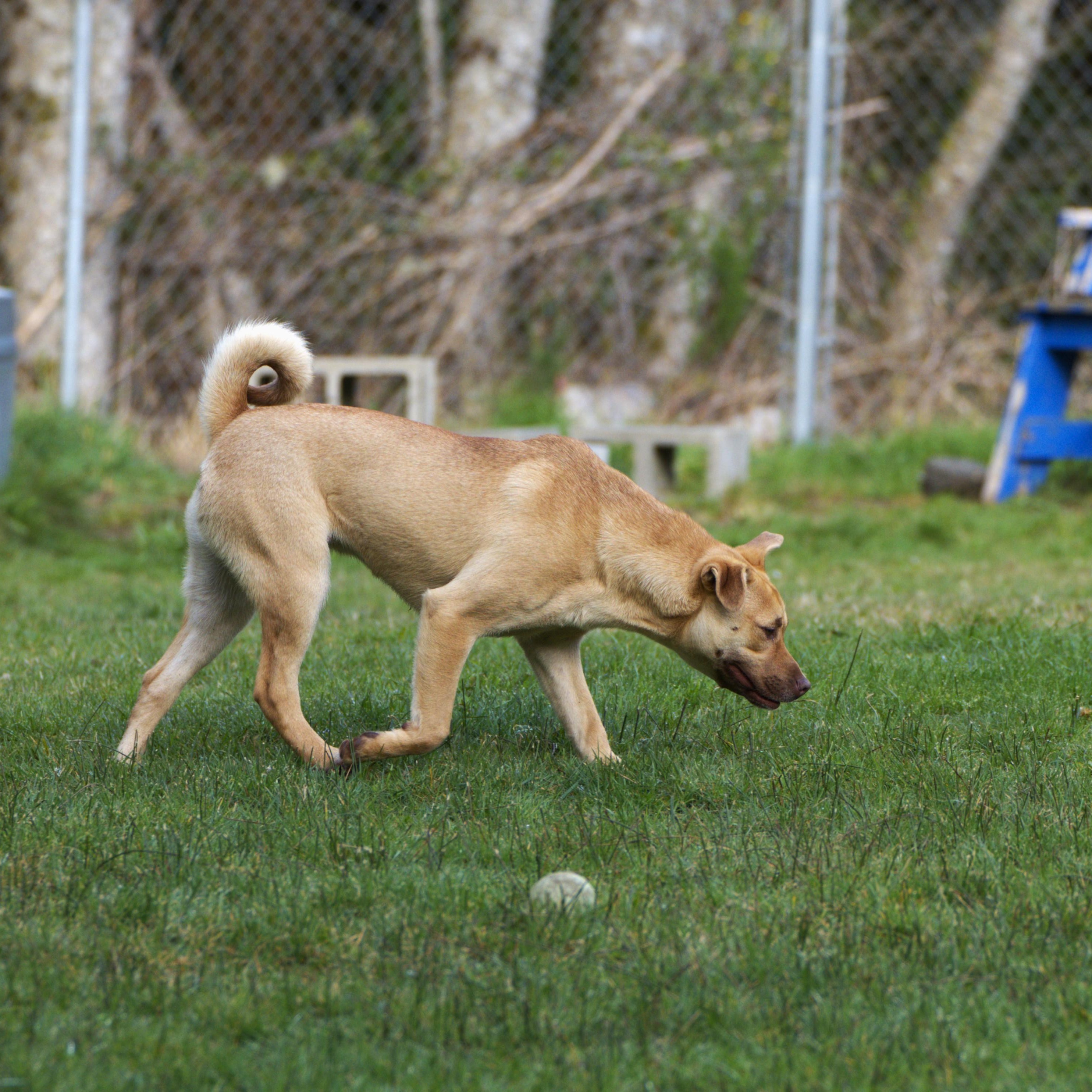 Enlarge Joy, a Adoptable mixed breed in Hoquiam, WA image 2/6