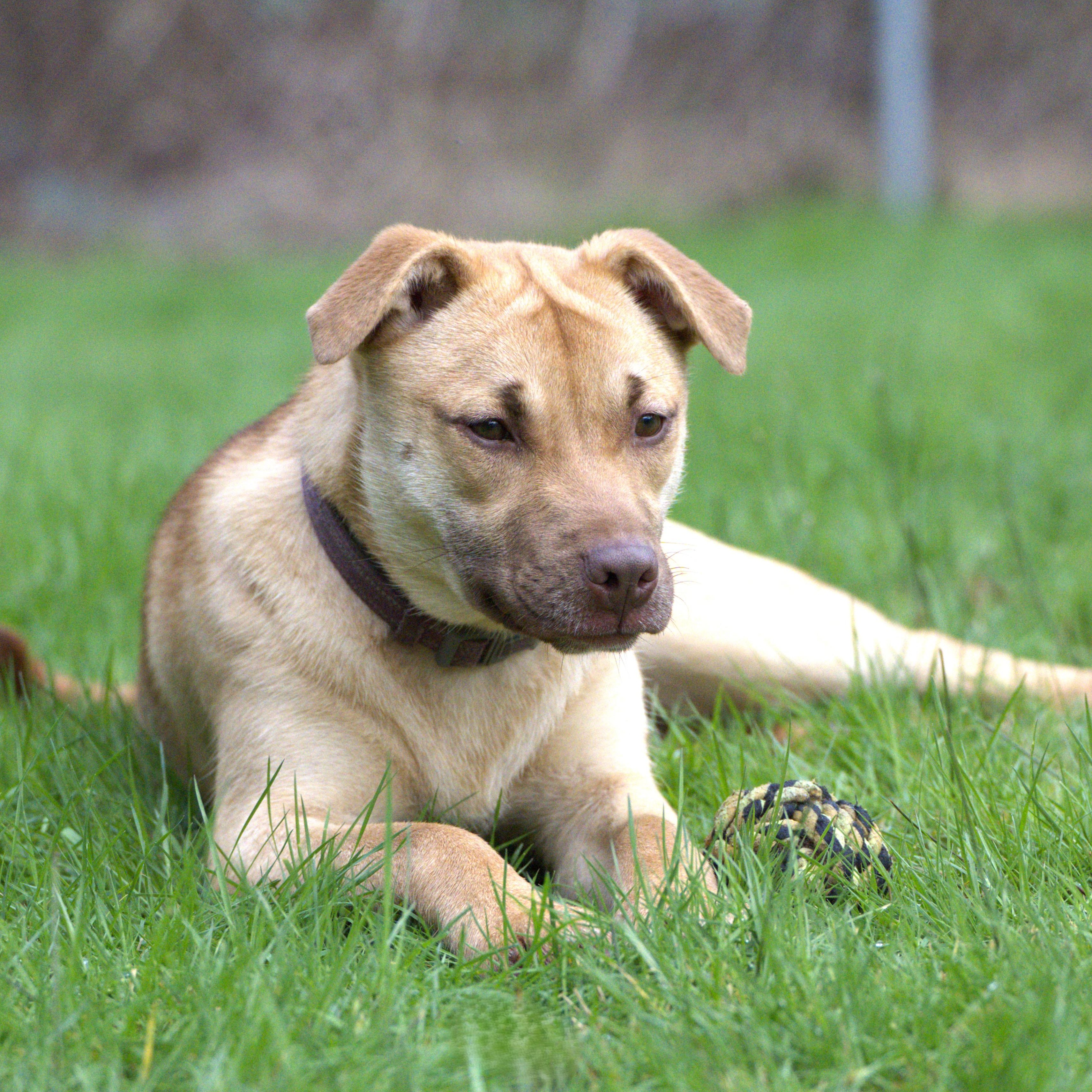 Joy, a Adoptable mixed breed in Hoquiam, WA image 3/6