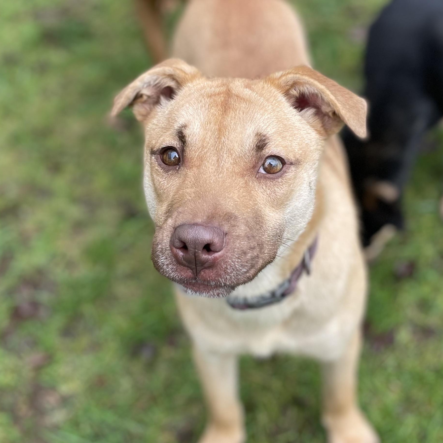 Joy, a Adoptable mixed breed in Hoquiam, WA image 1/6