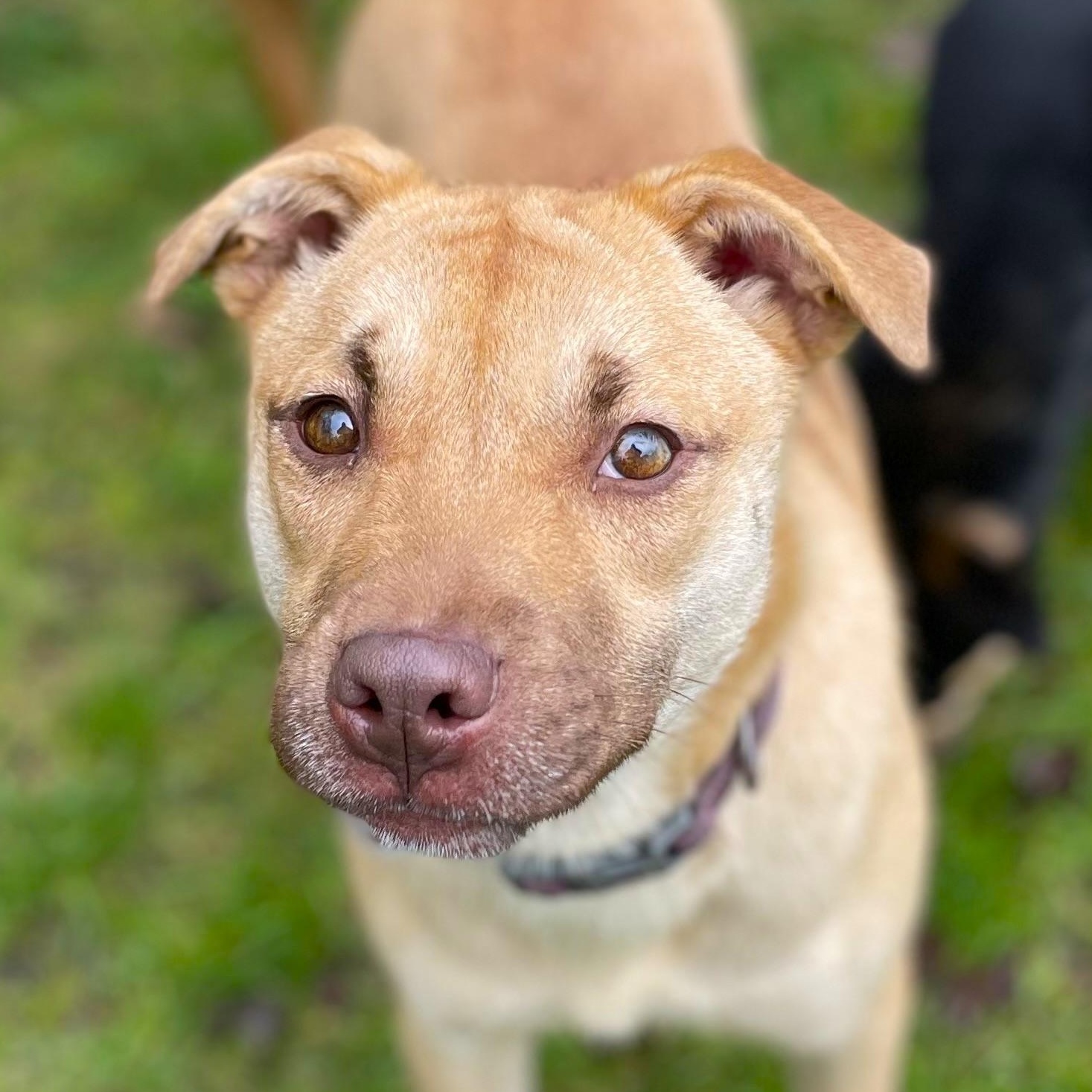Joy, Adoptable, Young Female Shepherd.