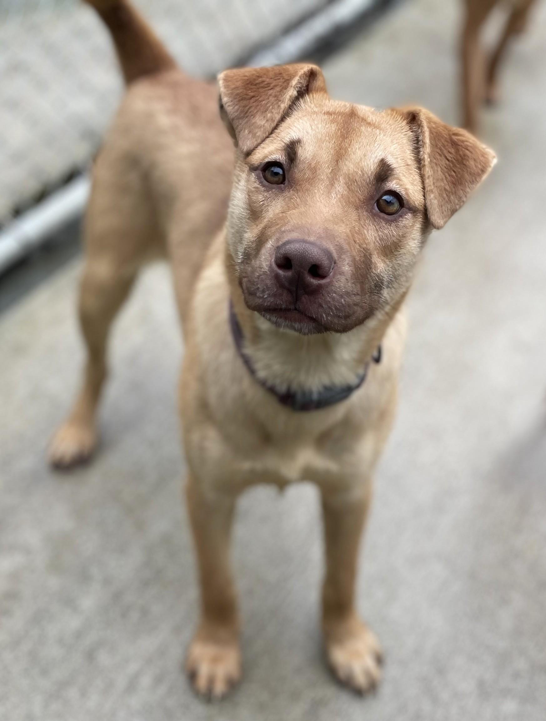 Enlarge Joy (She'll Get There), a Adoptable Mixed Breed in Hoquiam, WA image 2/6