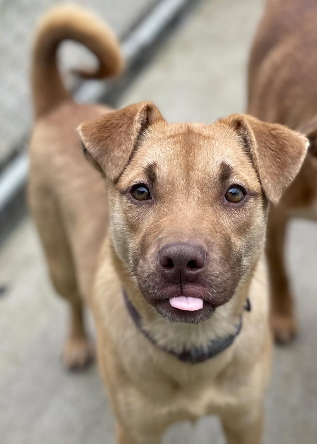 Joy, a Adoptable mixed breed in Hoquiam, WA image 2/6
