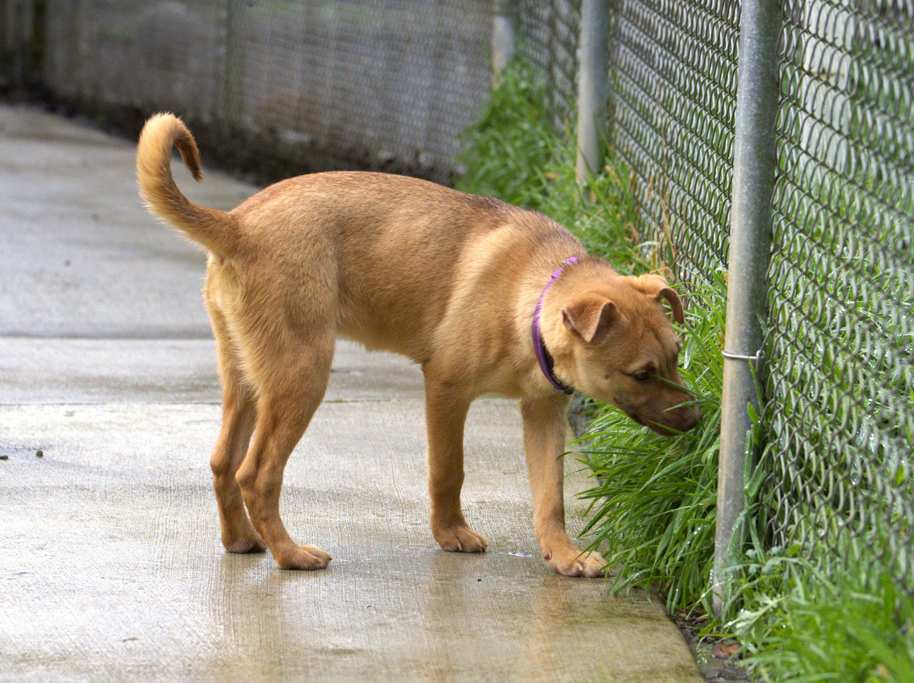 Joy, a Adoptable mixed breed in Hoquiam, WA image 5/6