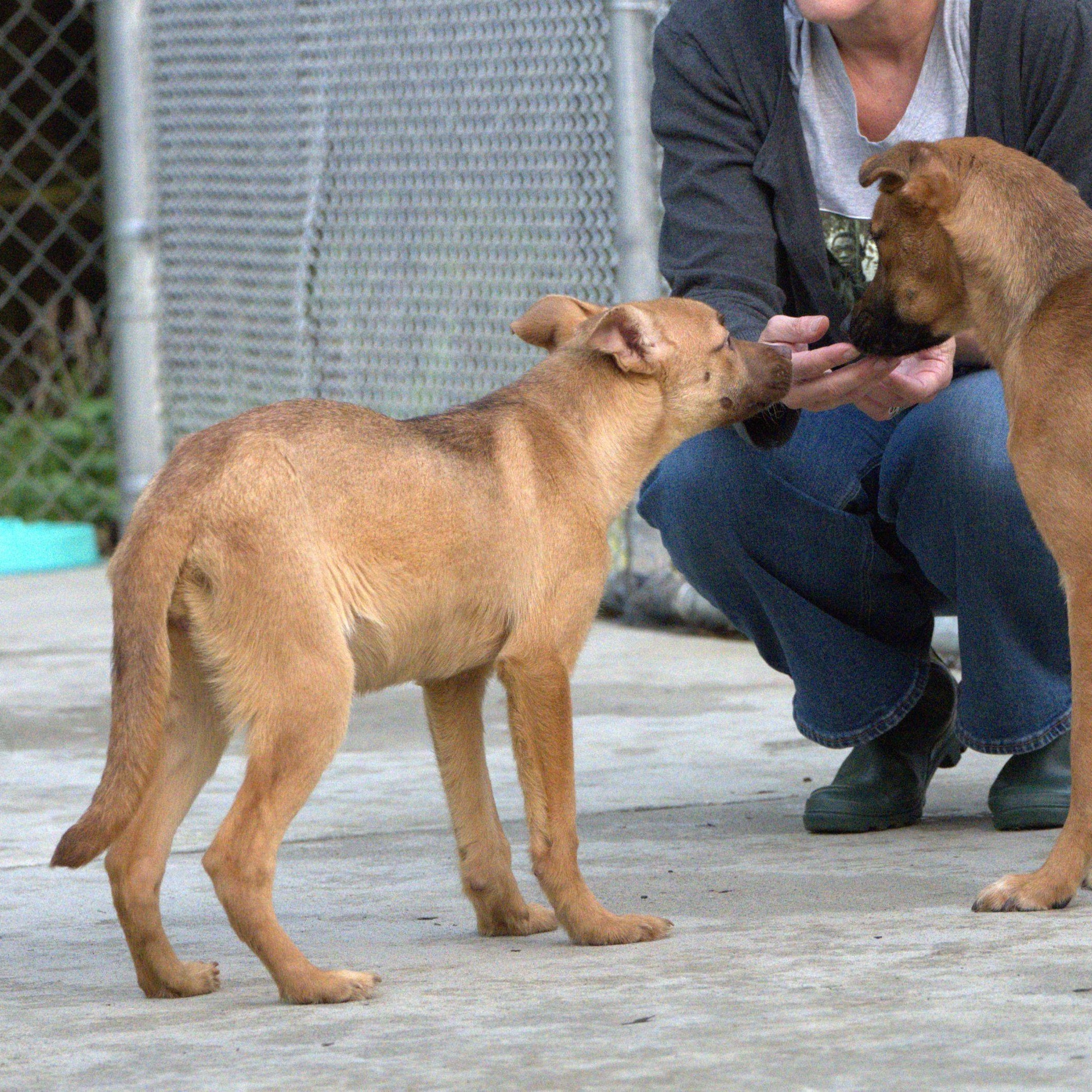 Joy, a Adoptable mixed breed in Hoquiam, WA image 6/6