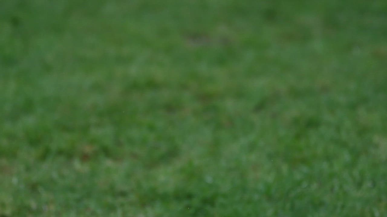 Enlarge Joy, a Adoptable mixed breed in Hoquiam, WA video 6/6