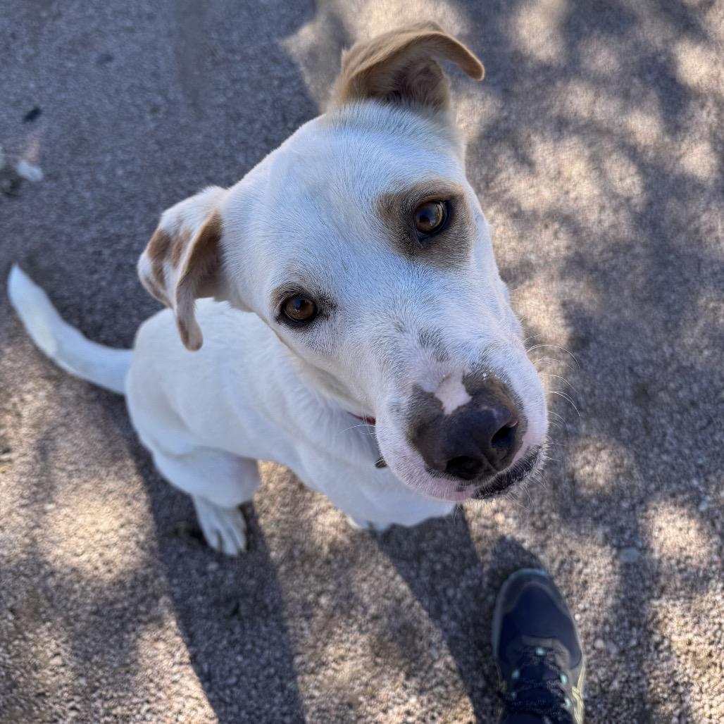 Enlarge S'mores, a Adoptable mixed breed in Phoenix, AZ image 1/6