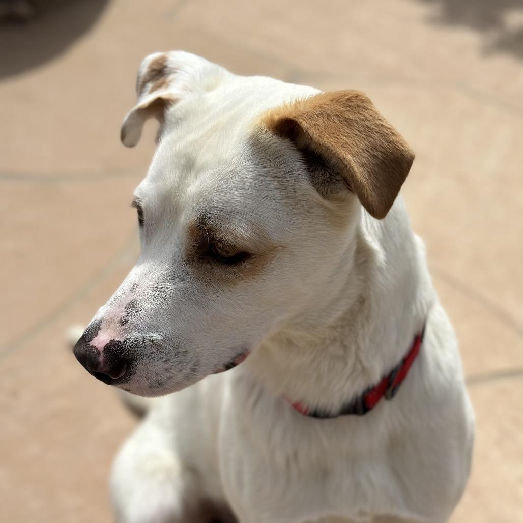 S'mores, Adoptable, Adult Male Yellow Labrador Retriever & Great Pyrenees.