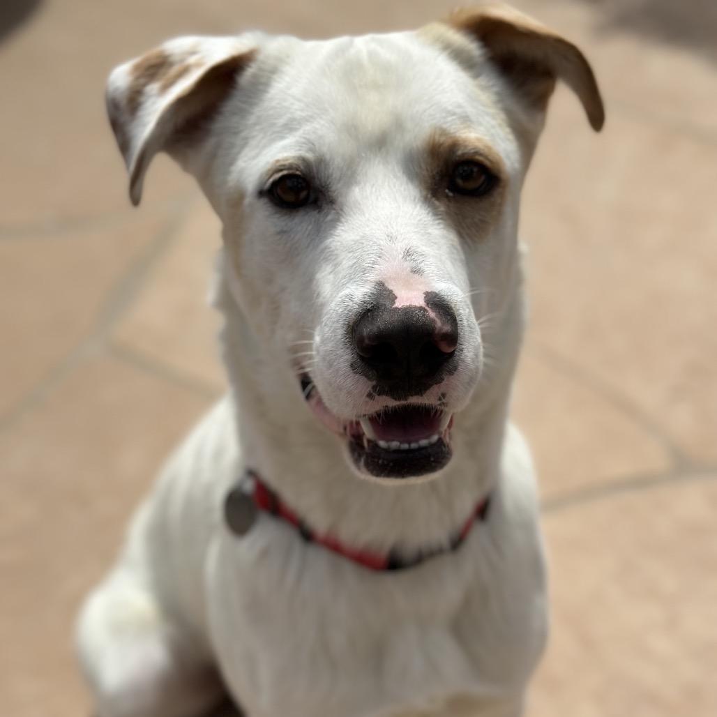 Enlarge S'mores, a Adoptable mixed breed in Phoenix, AZ image 2/6