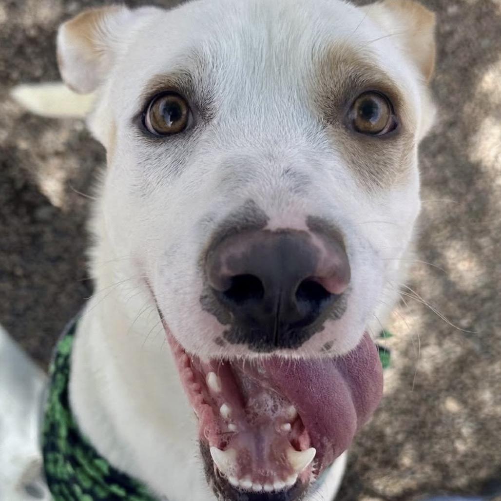 Enlarge S'mores, a Adoptable mixed breed in Phoenix, AZ image 3/6